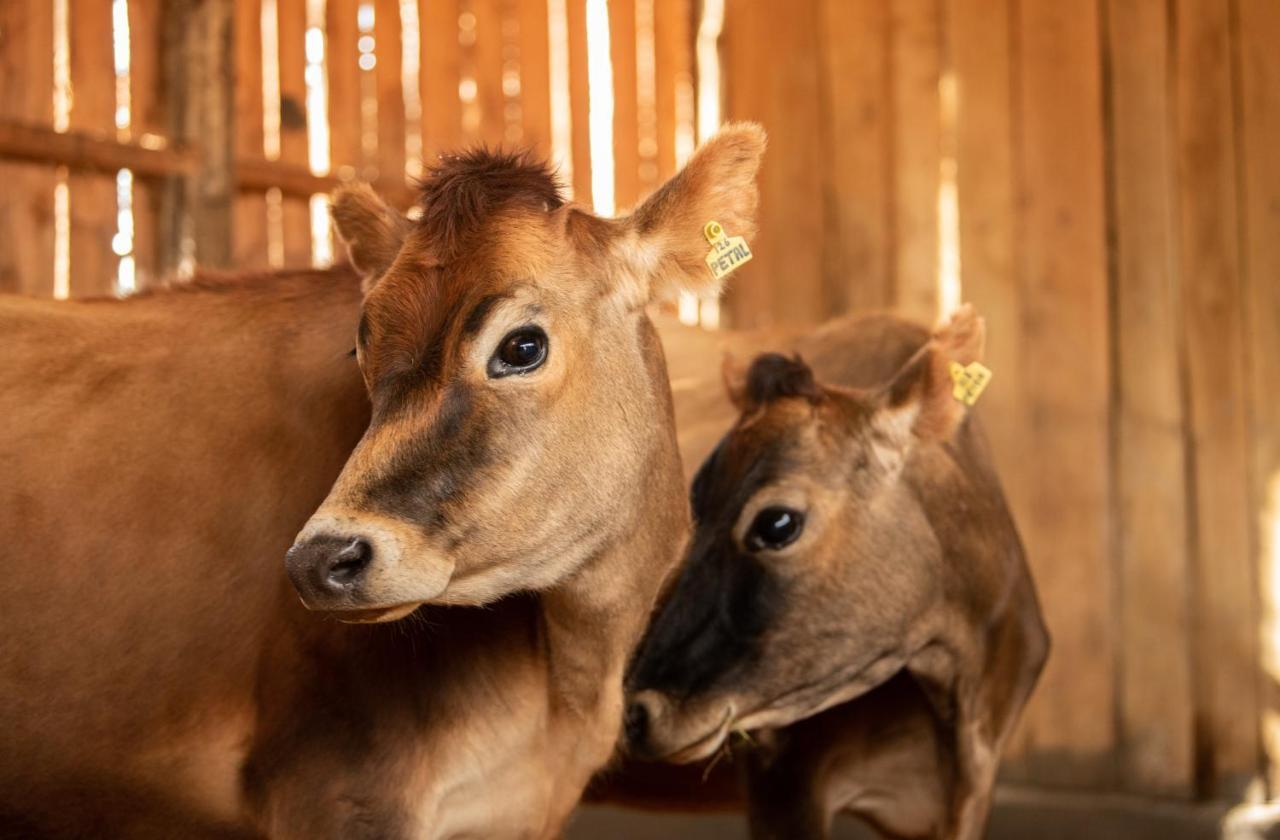 הוילה נאניוקי Olepangi Farm מראה חיצוני תמונה